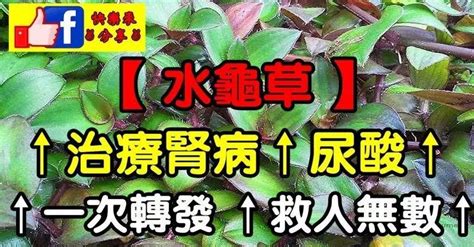 水龜草禁忌